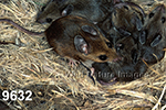 Peromyscus-leucopus